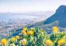 Explore the Cape Floral Kingdom’s rare fynbos. Hlola uMbuso Wezimbali waseKapa onezinhlobo ezingu-8,600, eziningi zisengozini